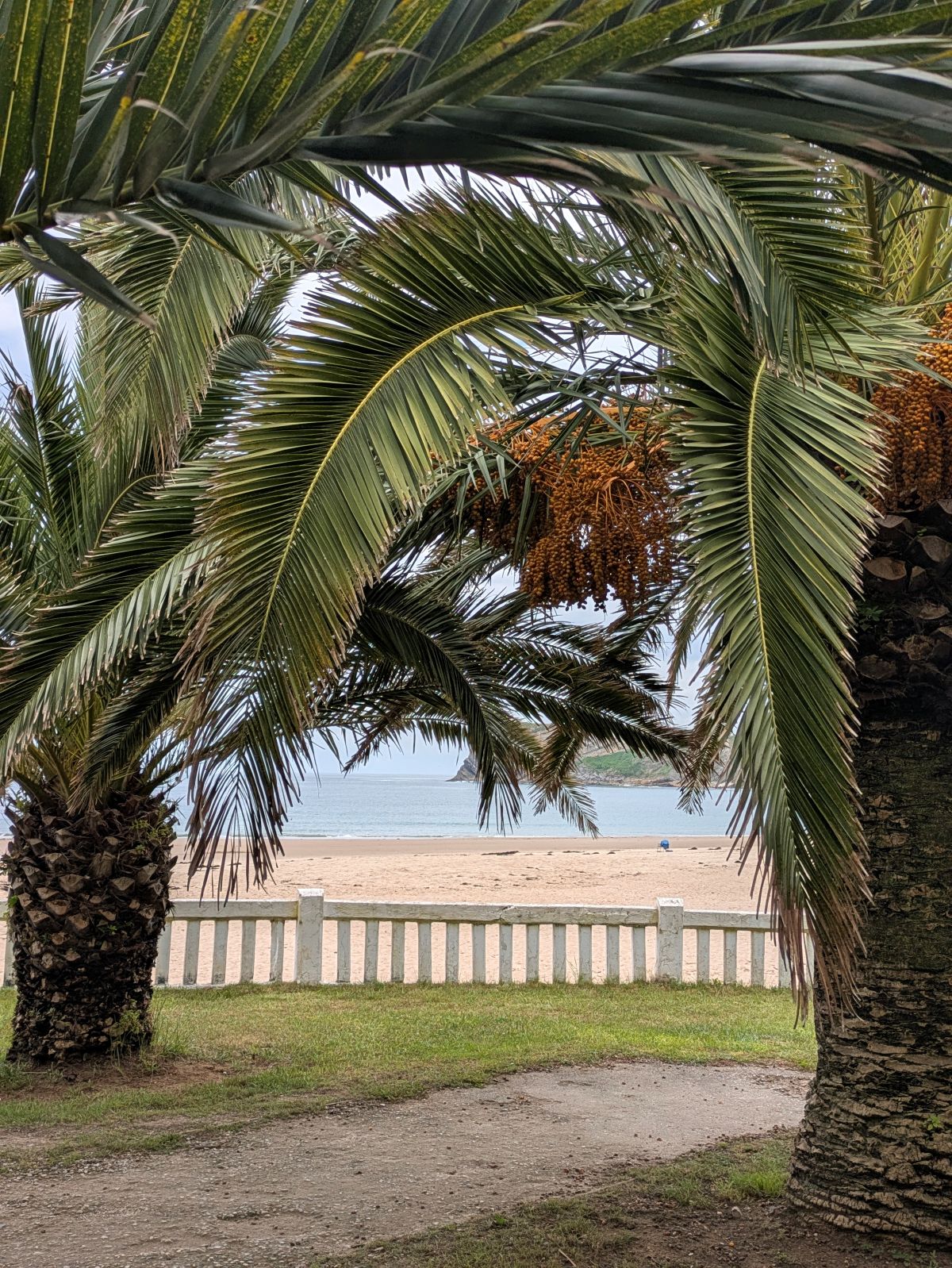 20-Palmen säumen die Strandpromenade